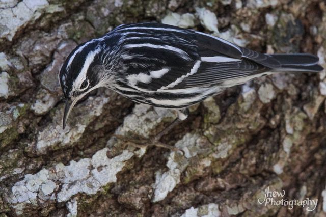 Black & White Warbler