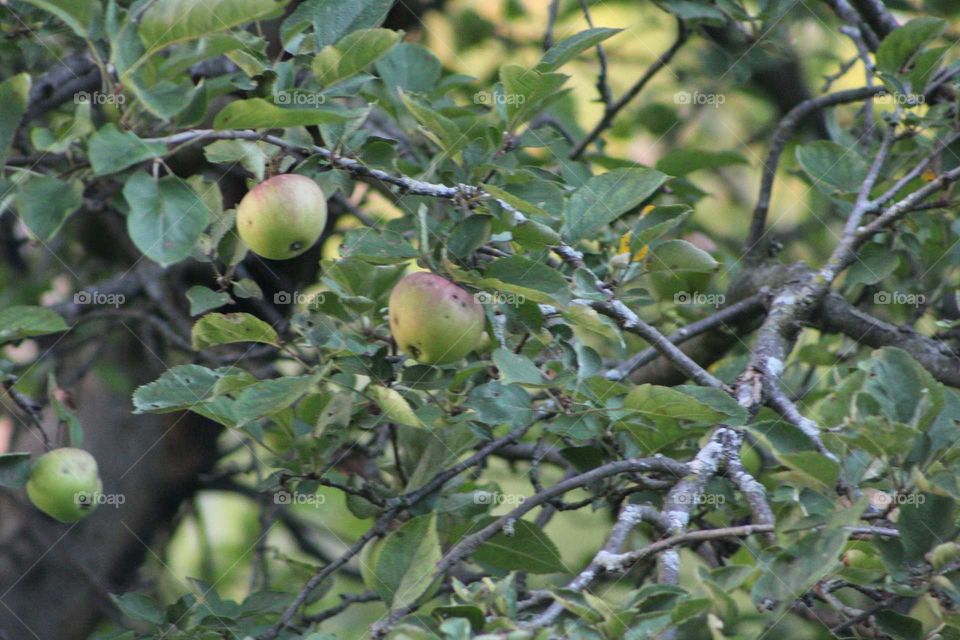 apple tree