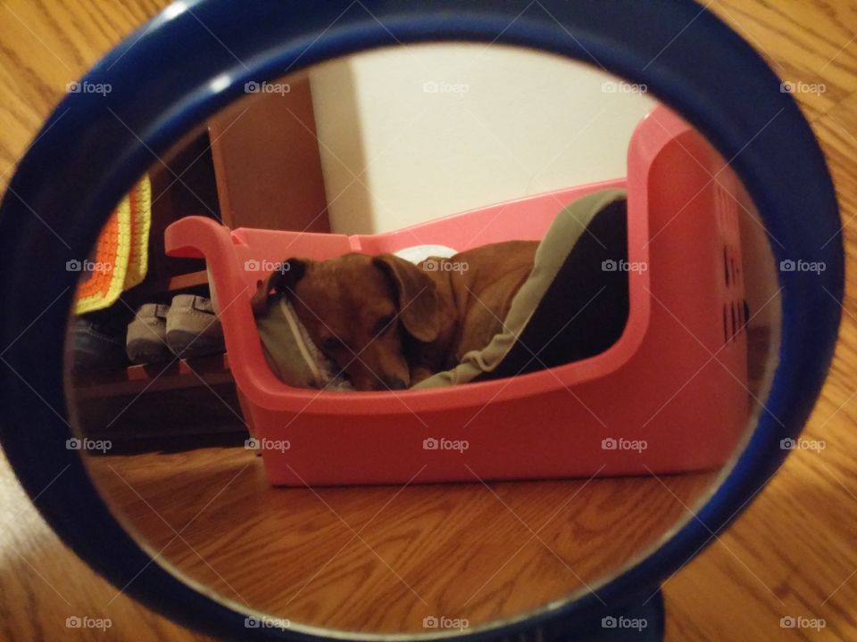 Dog in a mirror