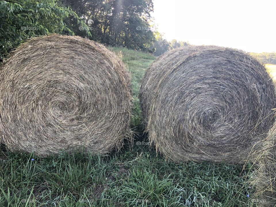 Hay 