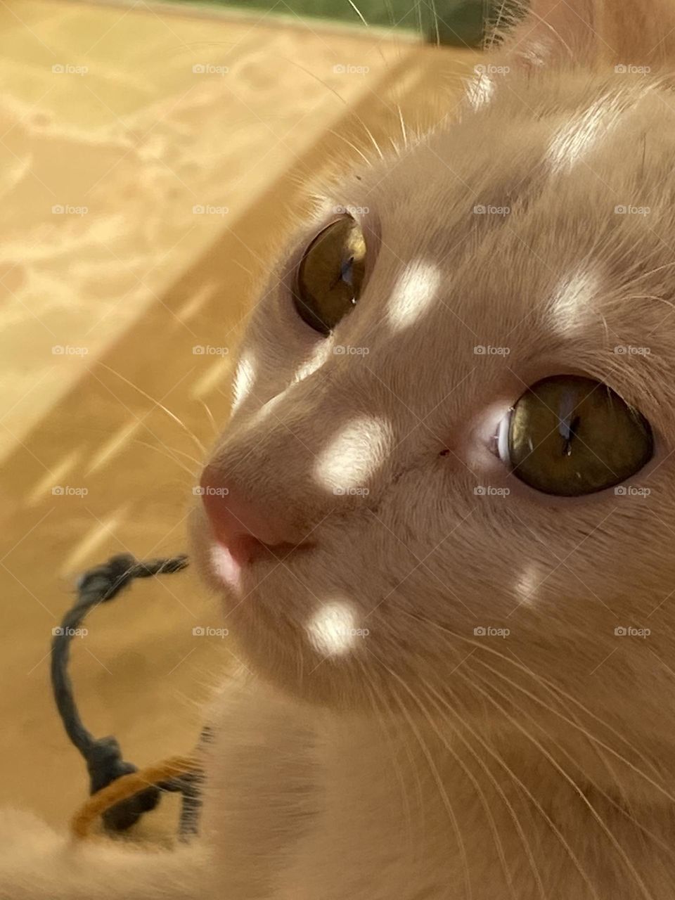 The reflection of light on the cat’s face