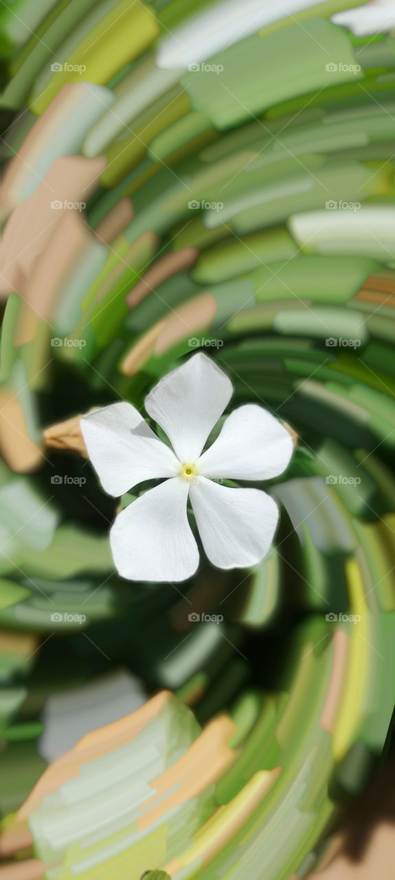 white× green combination flowers picture click with redmi note 9 pro