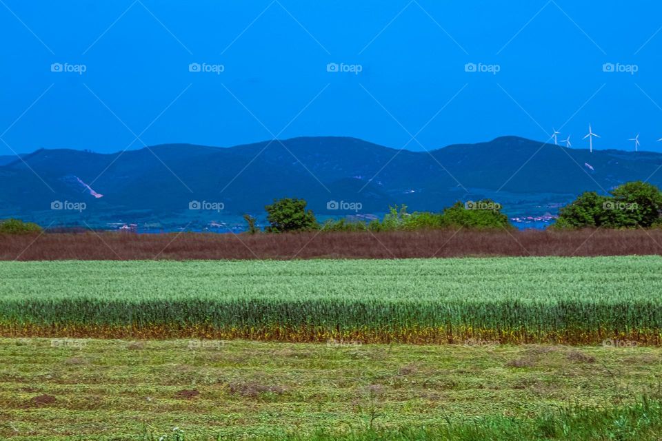 Green field at the countryside of Golubac town