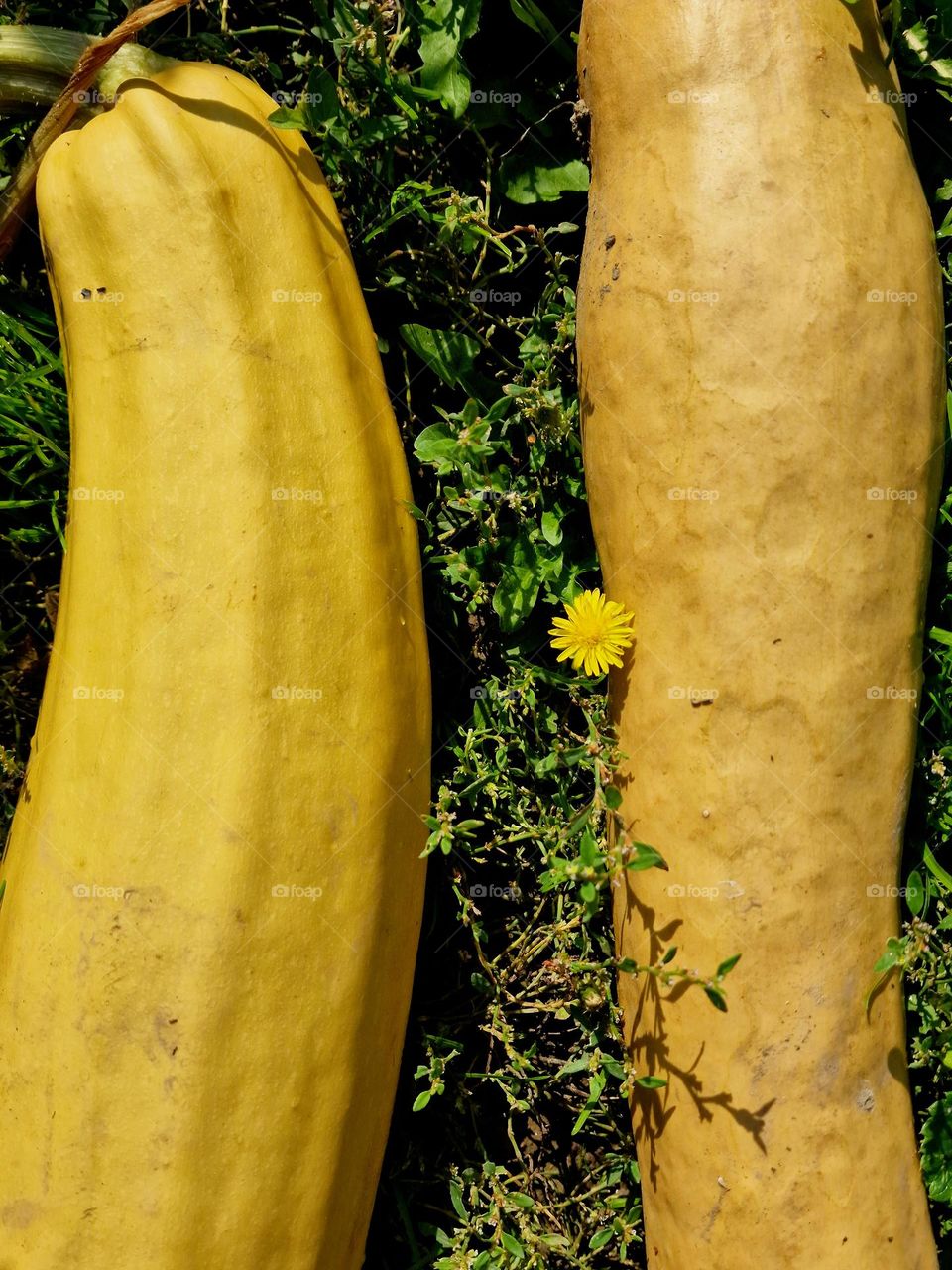 yellow pumpkin