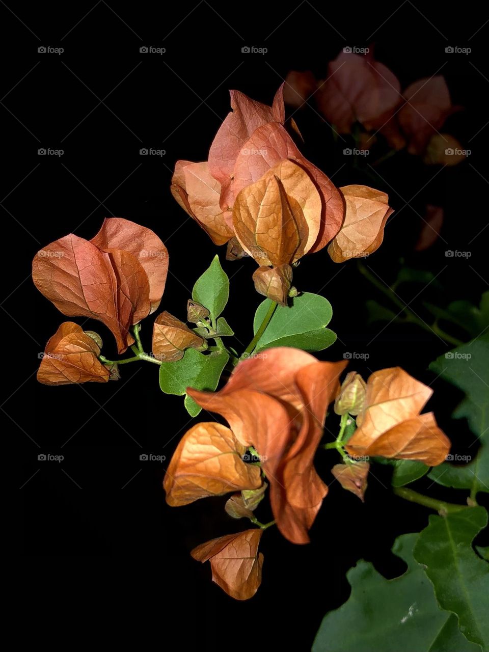 Orange bougainvillea night shot. Even in the dark their bloom is beautiful against its green petals and black background. 