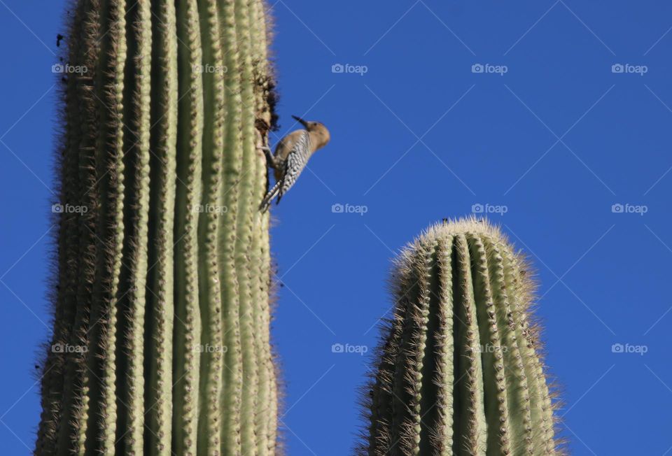 Woodpecker Building Nest in Saguaro