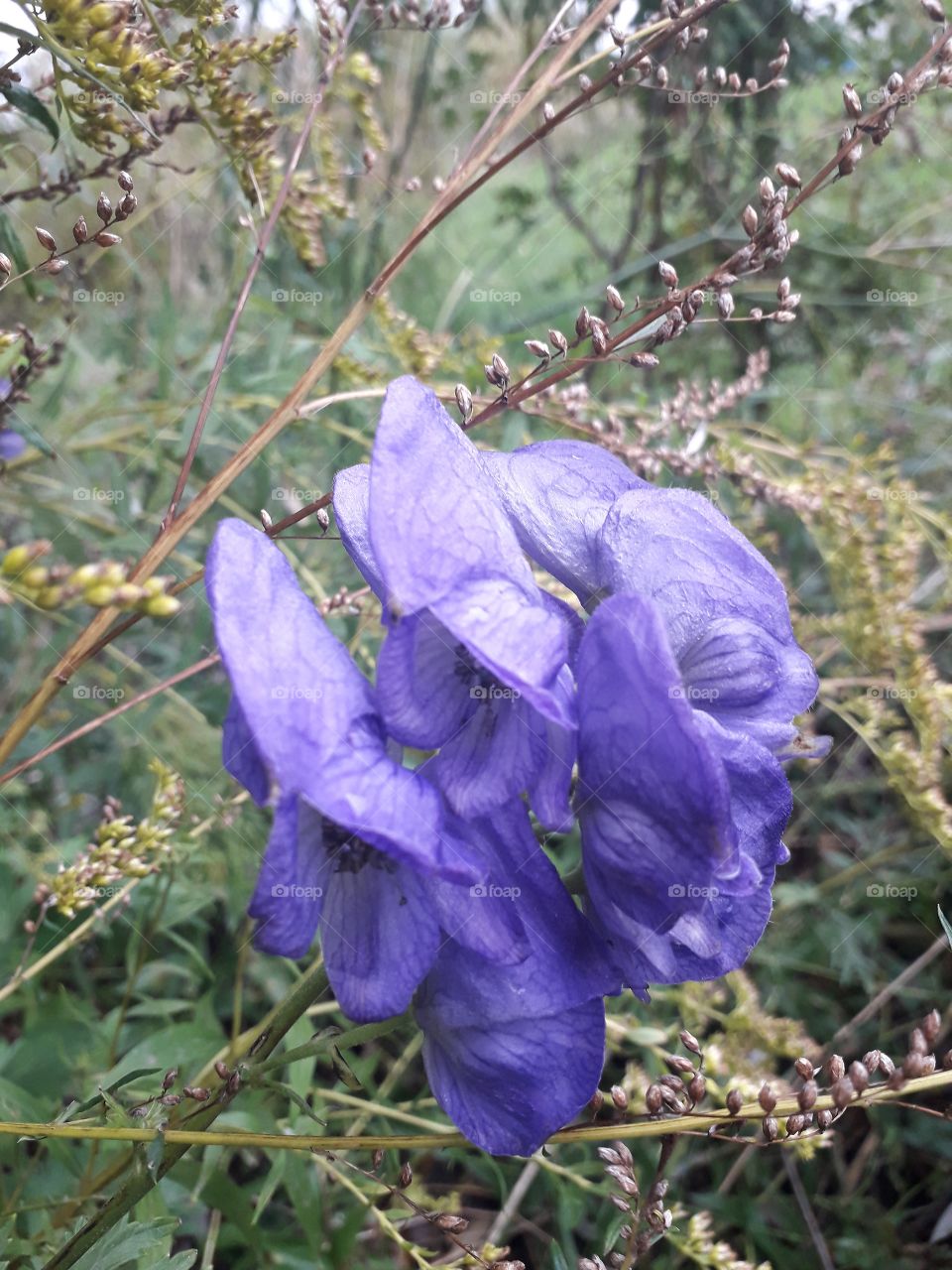 blue flowers of aconite and goldenrod  in background