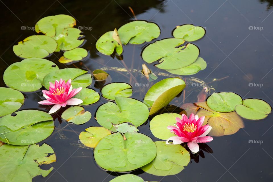 Lily pads