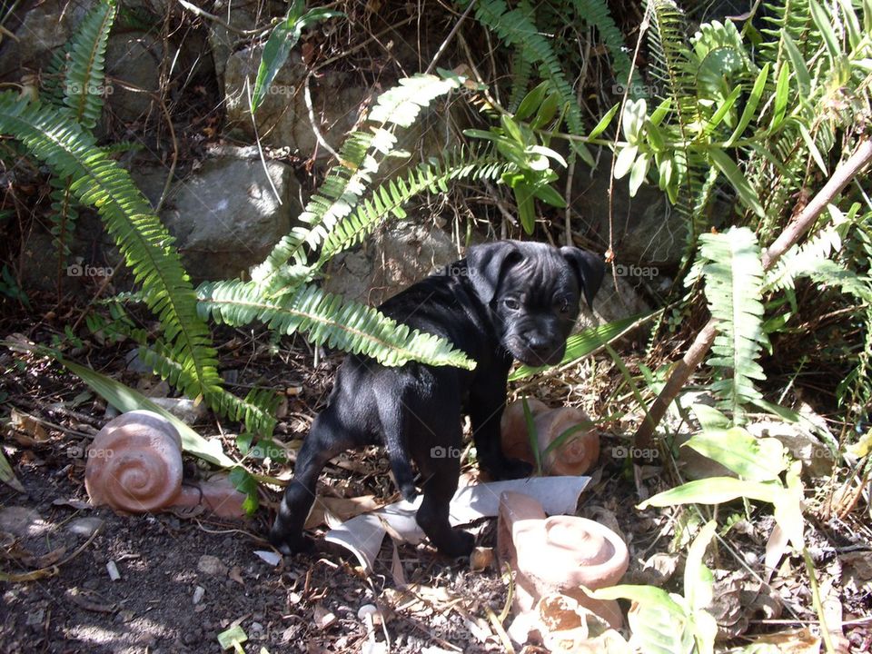 Puppy in the Garden