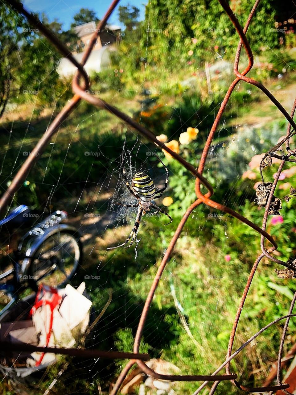 A metal mesh on which a large yellow-black spider sits on a web