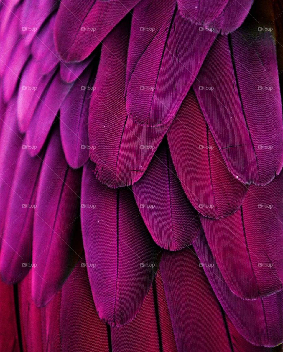 Violet Feathers