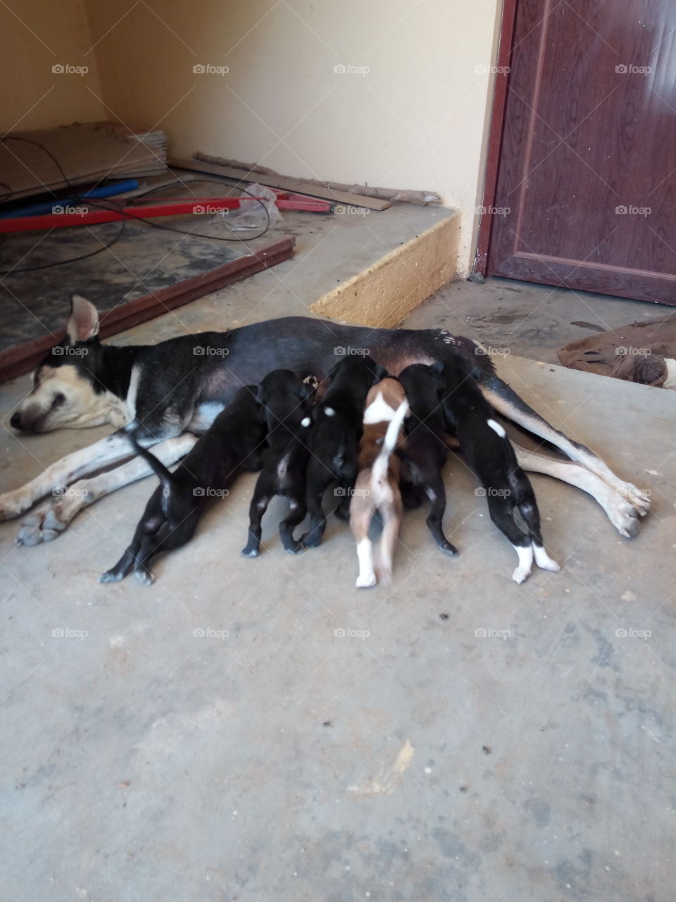 mother feeding puppies
