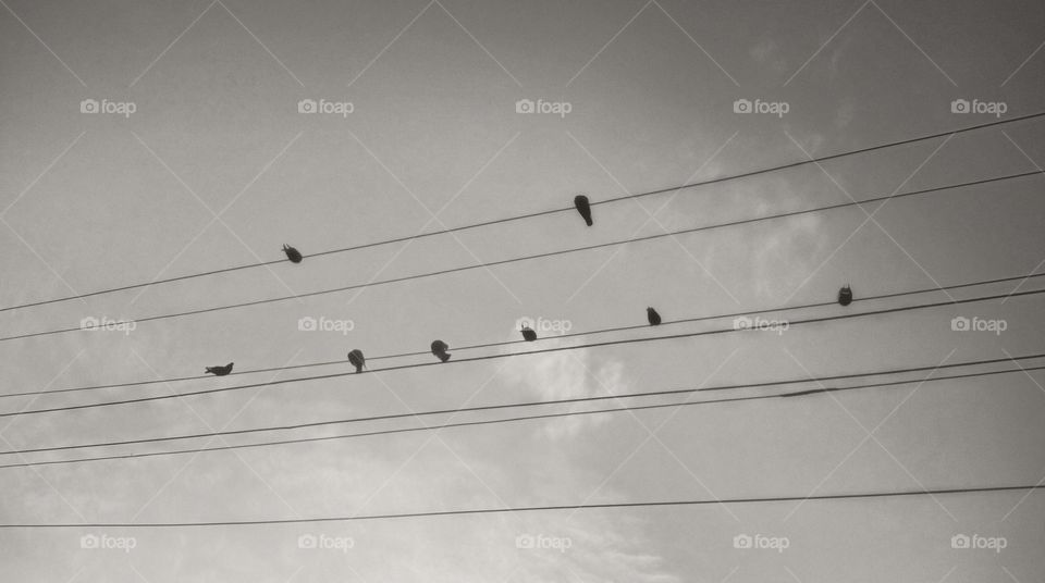 the bird is powered by its own life