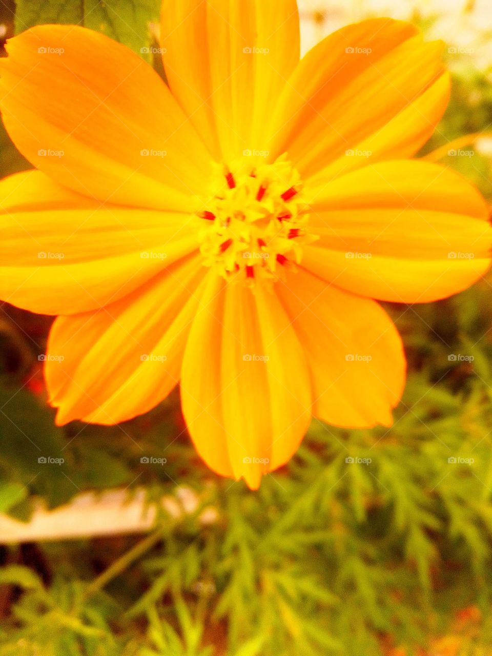 beautiful yellow flower
