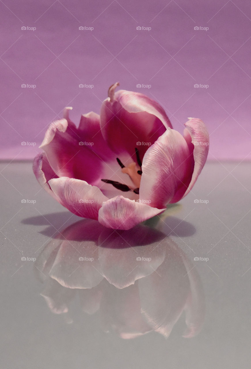 purple flower, tulip, reflection