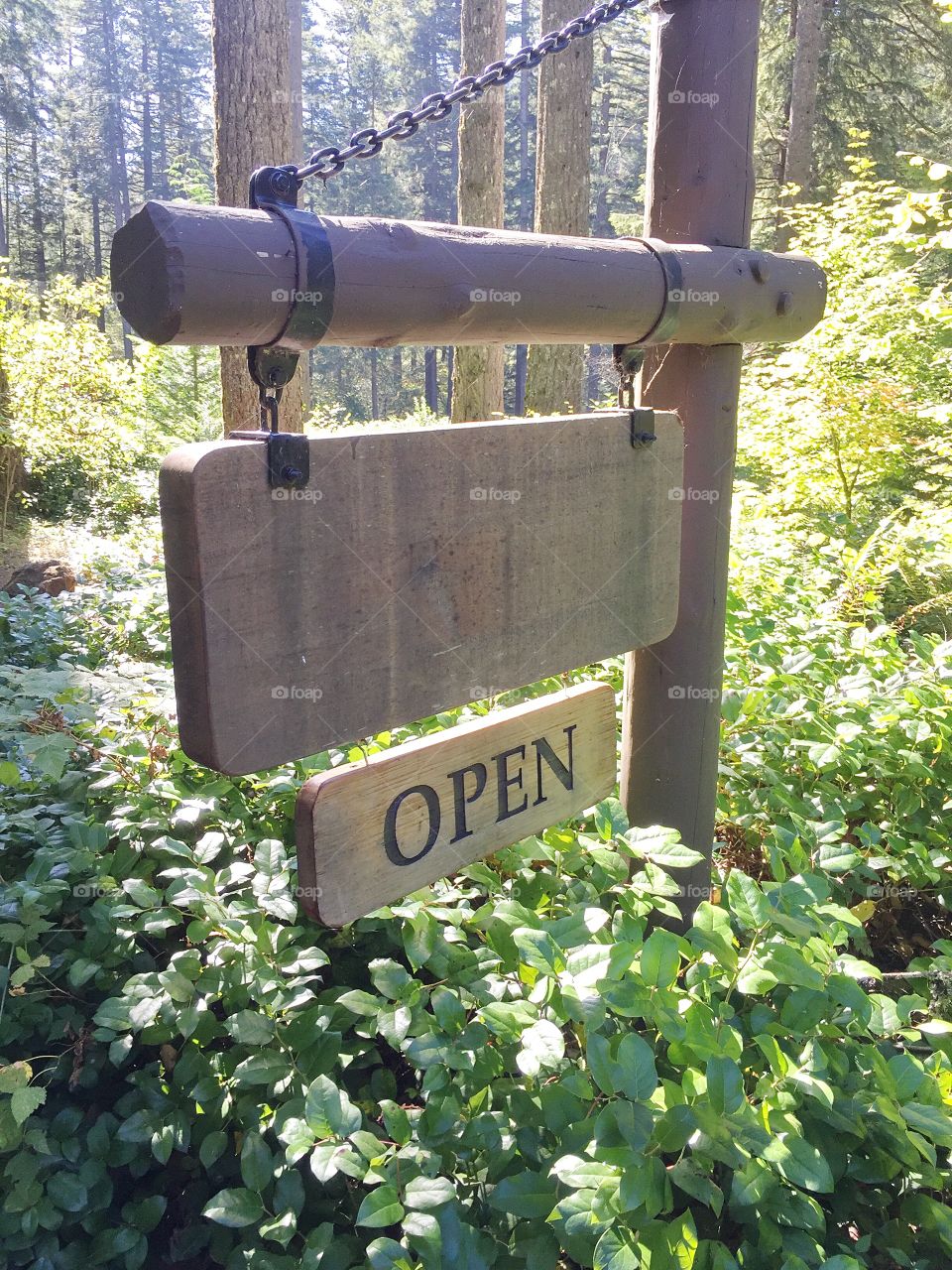 Summer vacation in the Oregon forest 