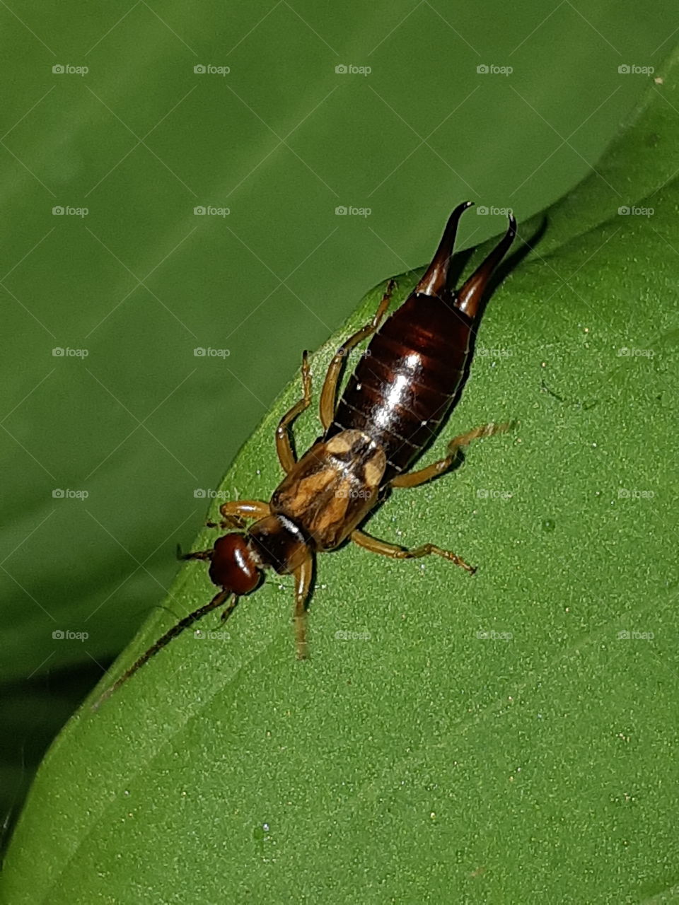 earwig nightlife