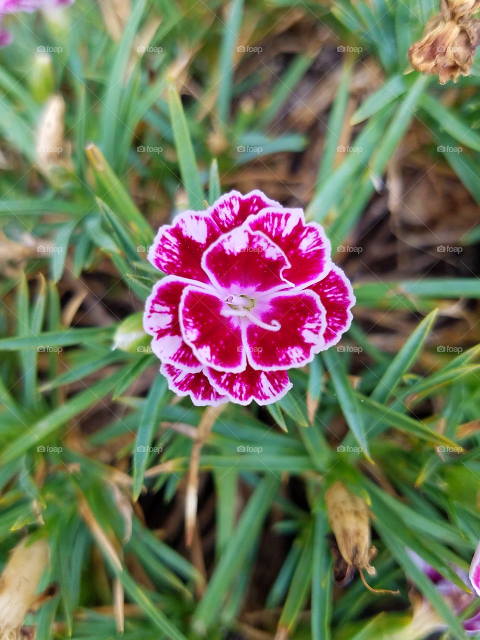 Sweet William looking lovely & pink this morning...