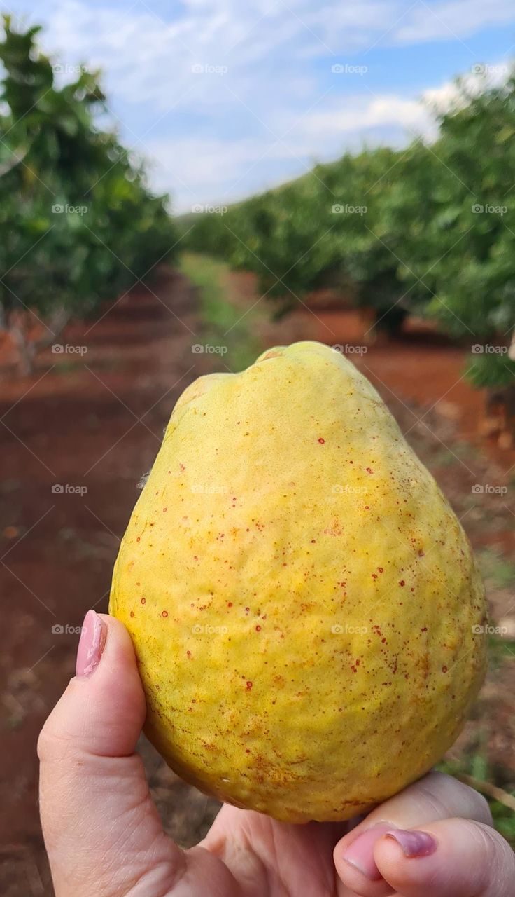 guava fruit