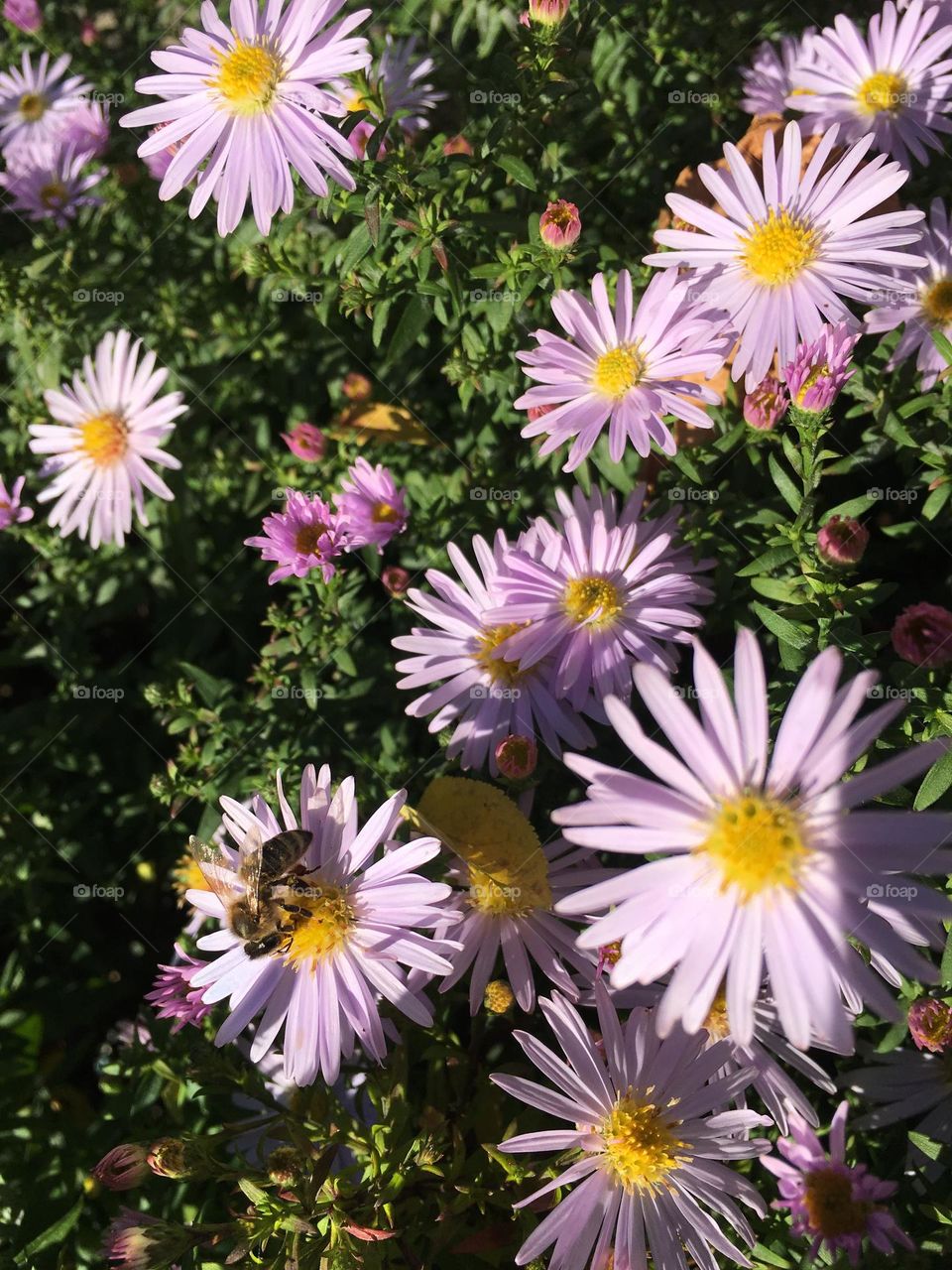 Bee and flowers 