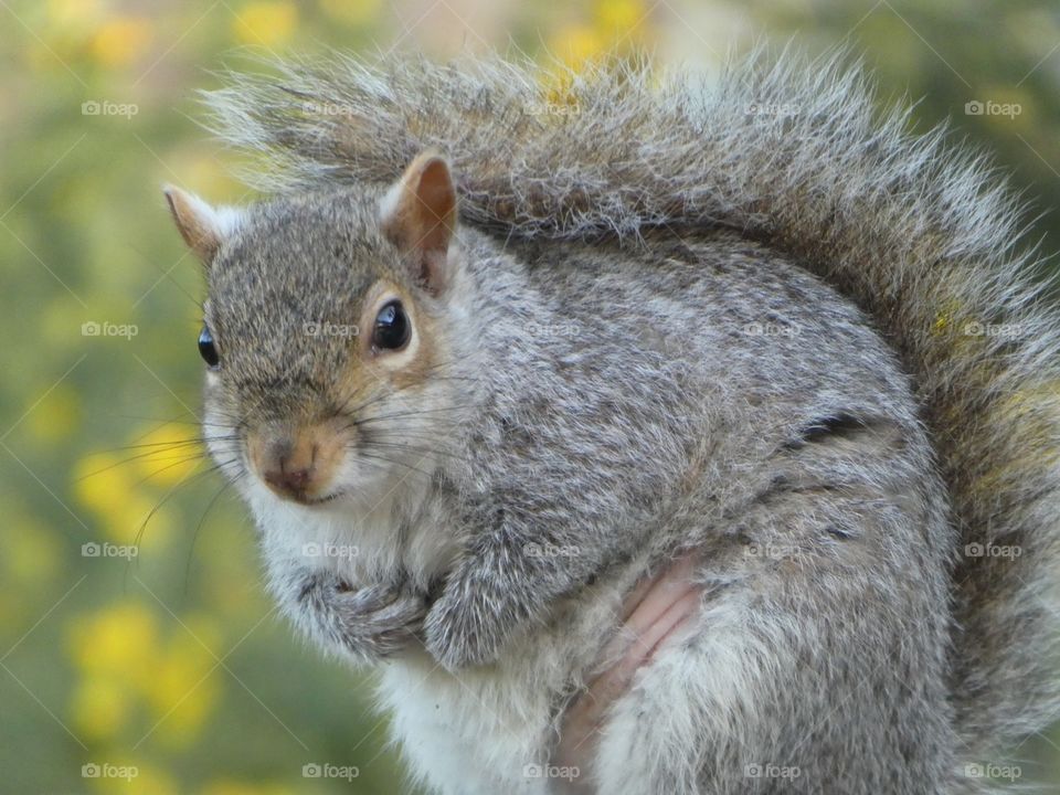 Squirrels 