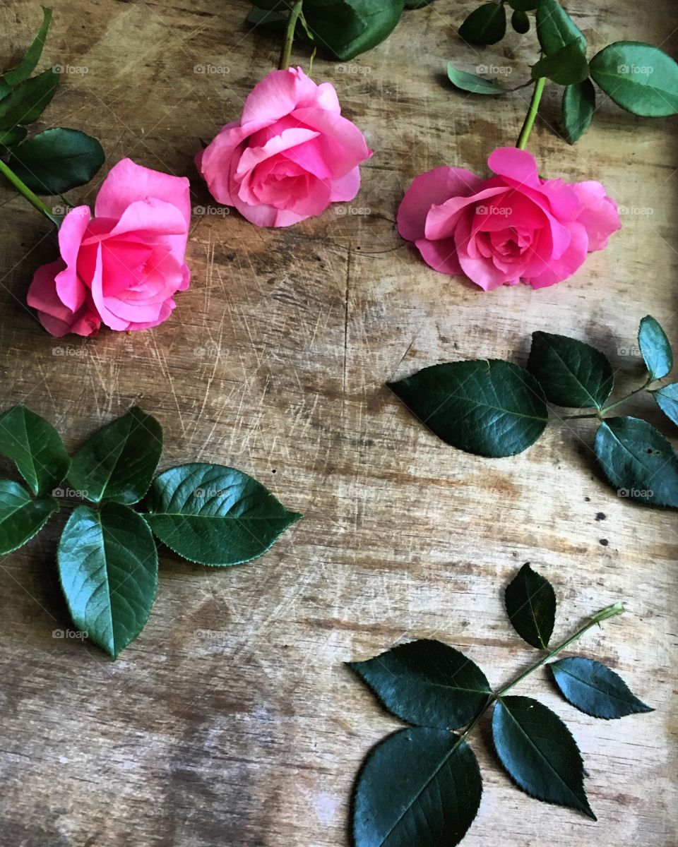 Beautiful bright pink roses with leaves on a wooden table