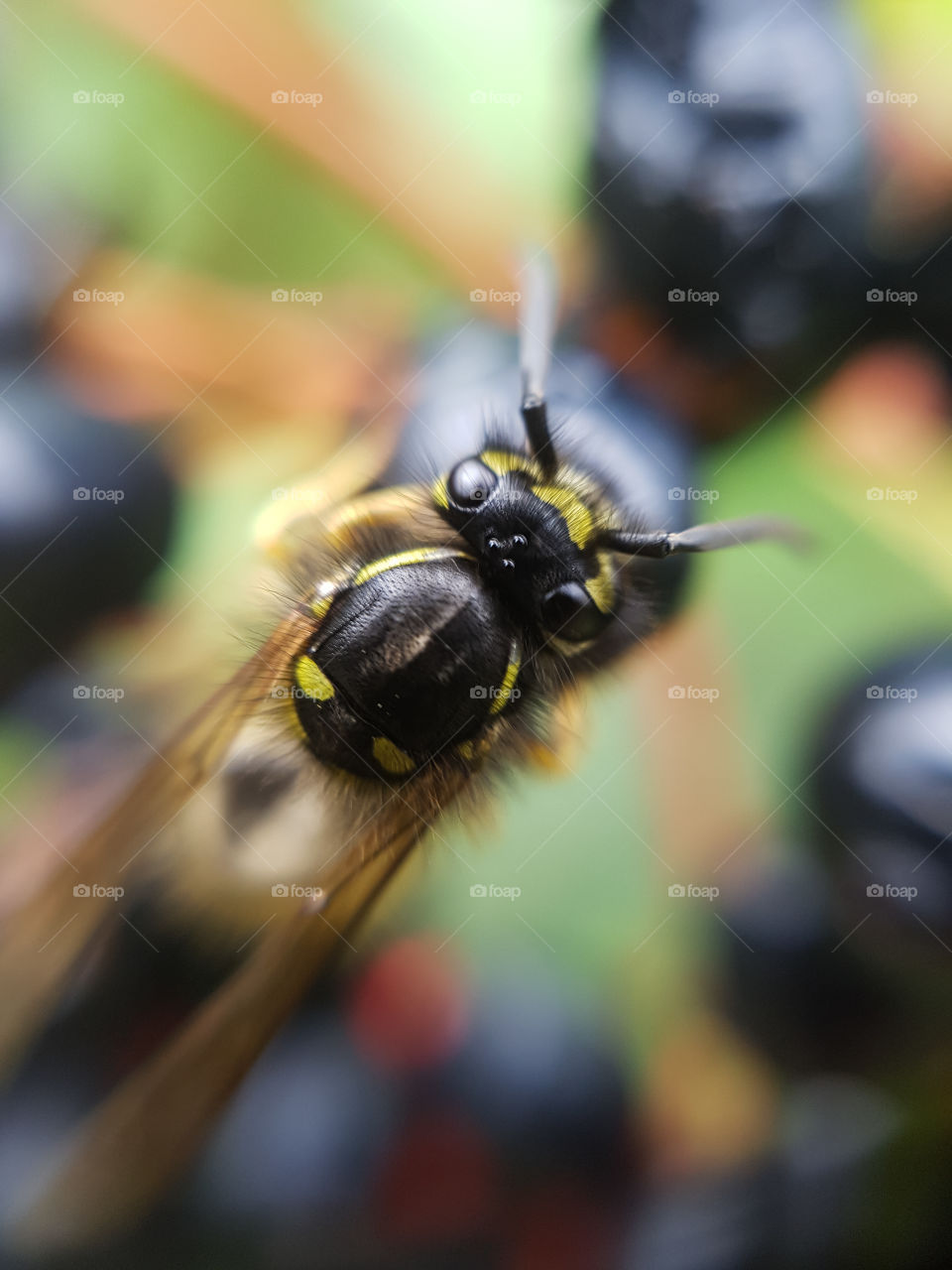 Closeup wasp🐝