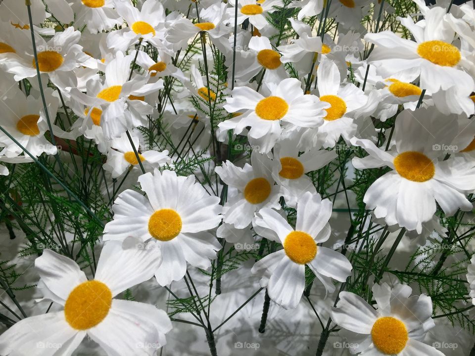 Blossom of white daisy flowers