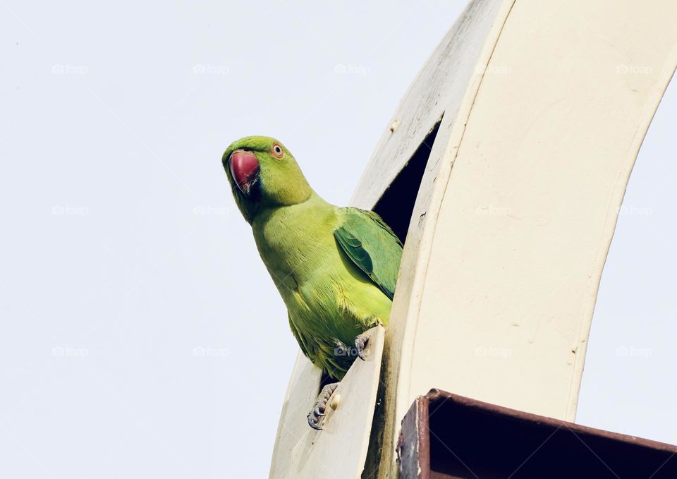 A parrot emerging from the nest to scout the environment 