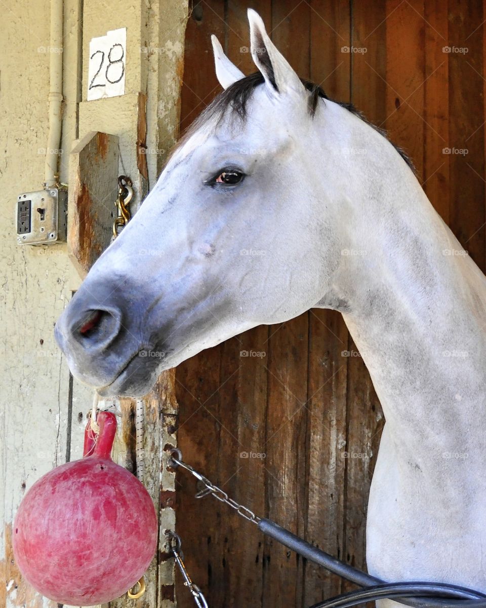 Anchor Down by zazzle.com/fleetphoto. Saratoga backstretch during the Summer of 16'. A Todd Pletcher speedster by the great sire Tapit.