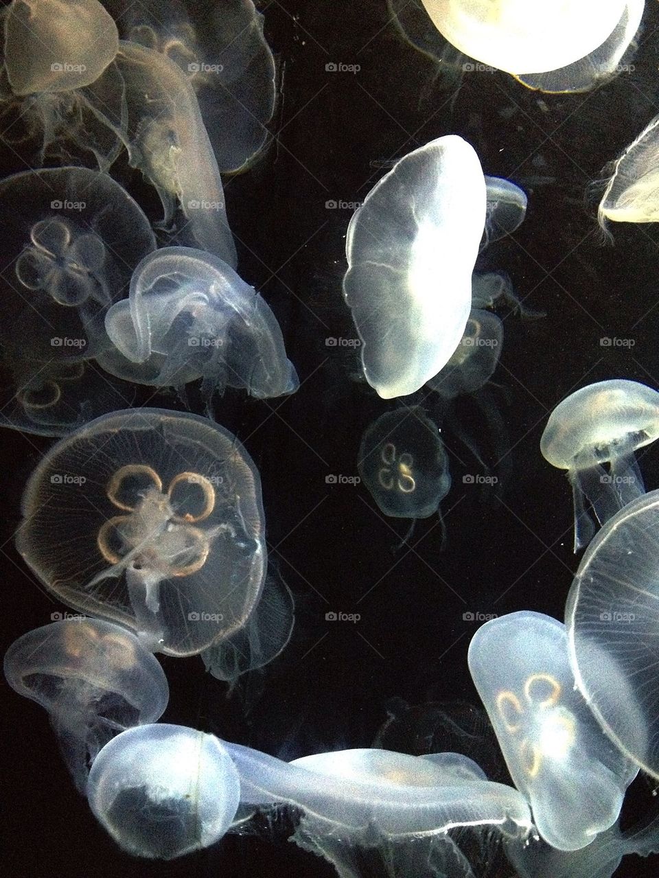 Jellyfishes