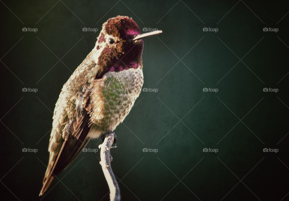 Portrait of hummingbird perching on twig