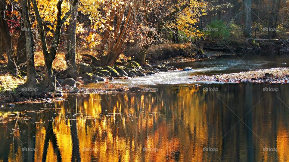 Scenic view of river in forest