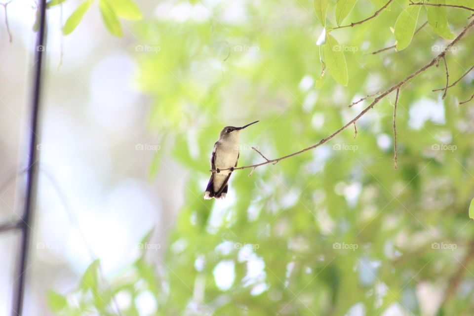 Female Ruby Throated Hummingbird