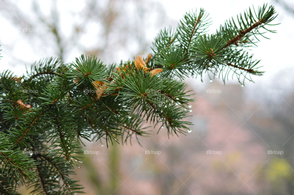 Close-up of fir tree