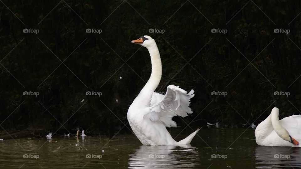 Swan Dance