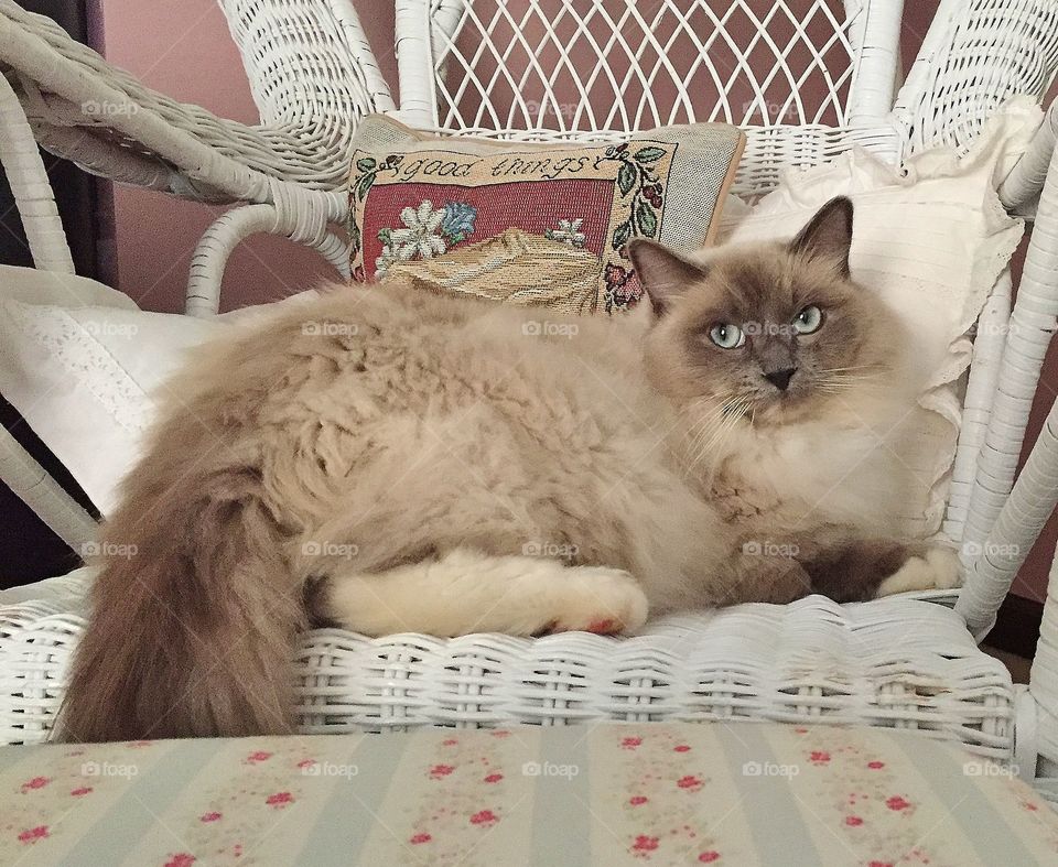 Ragdoll cat in wicker chair