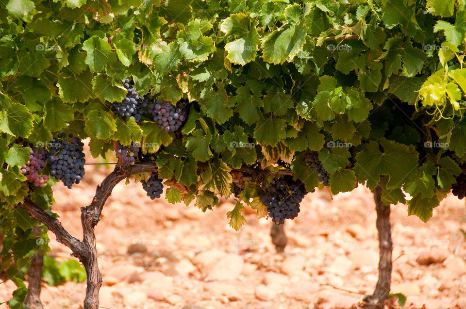 Grapes hanging from the vine on the rocky soils of a French vineyard