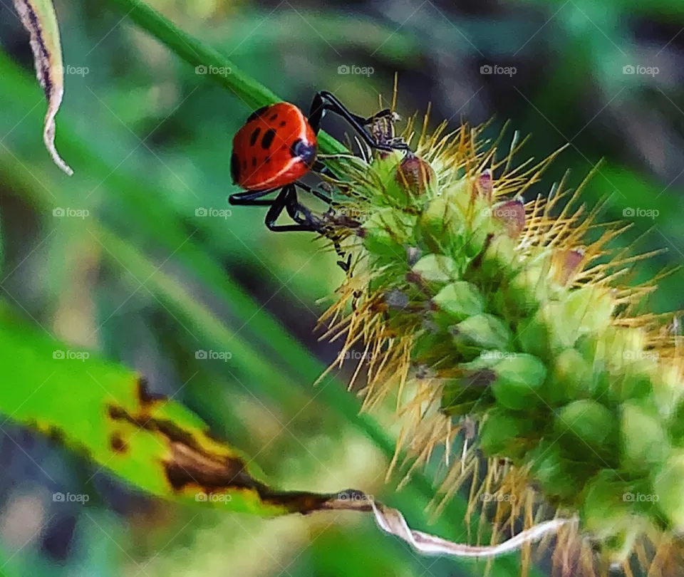 Insect travels