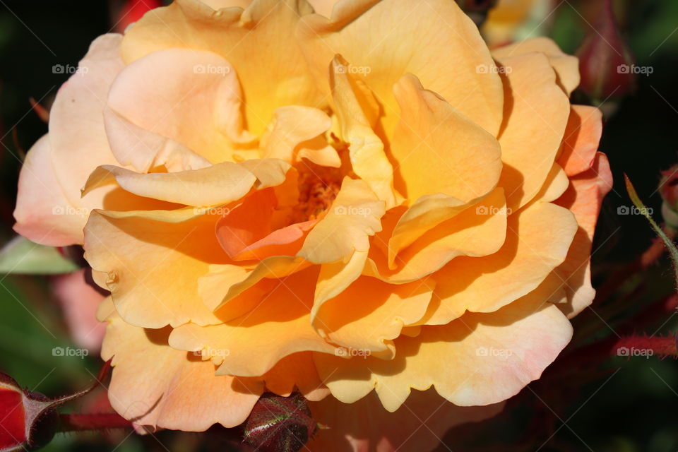 Close-up of fresh rose