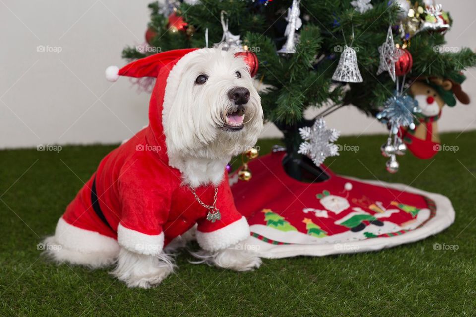 westie dog in santa suit
