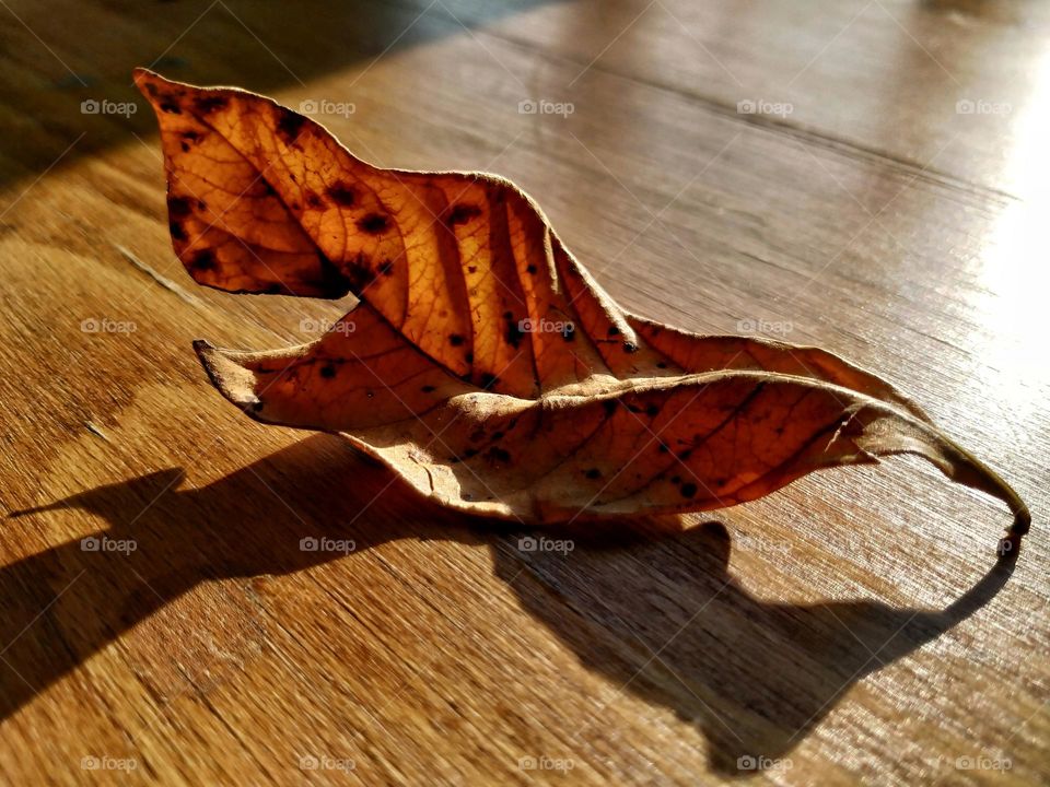 autumn leaf