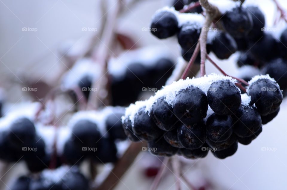 snow and berries