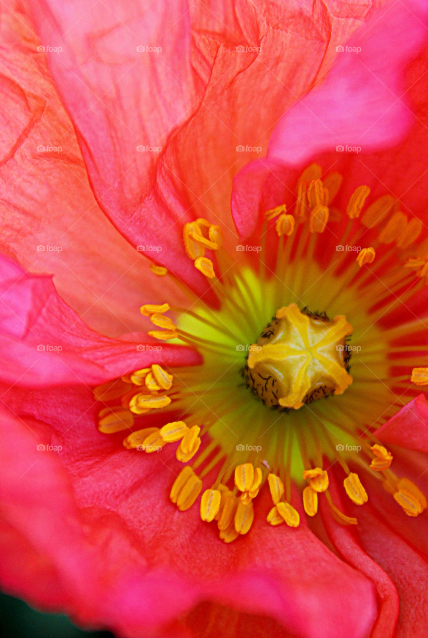 pollen pink flower macro by cataana