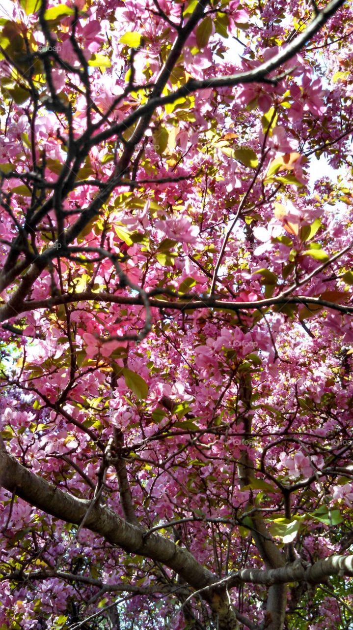 Pink Floral Canopy. Looking from the ground up at the pink flowers in bloom.