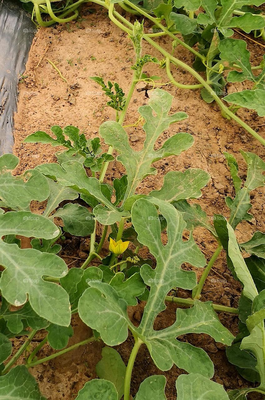 Plant Plants to Celebrate Earth Day