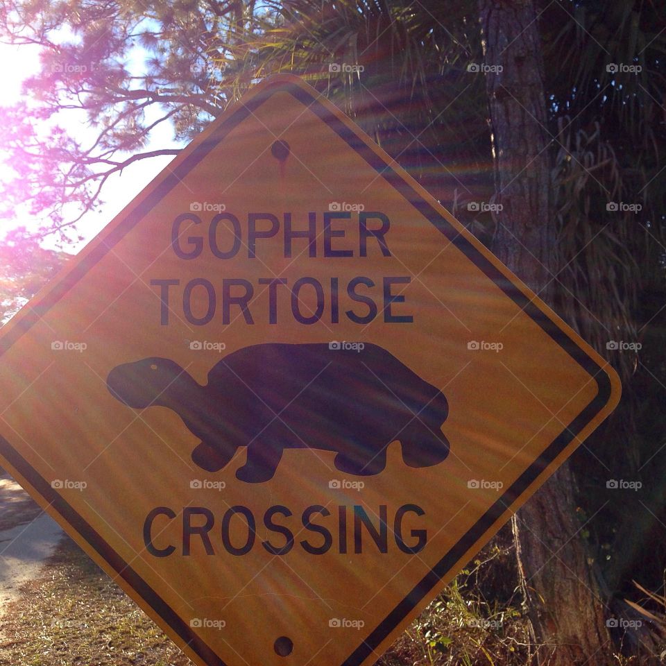 Tortoise crossing sign
