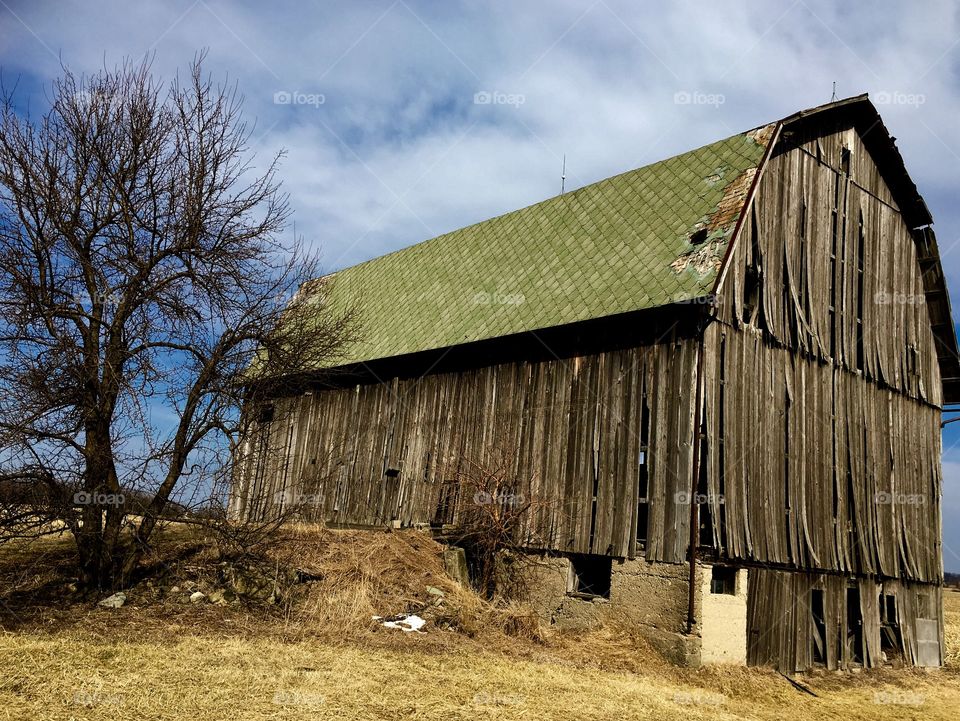 Bare tree near wooden house