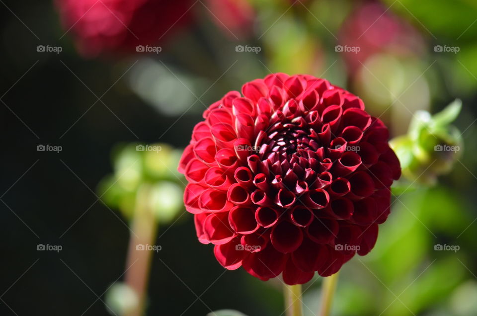 Dahlia