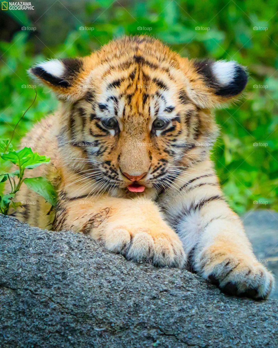 so cute and amazing looking